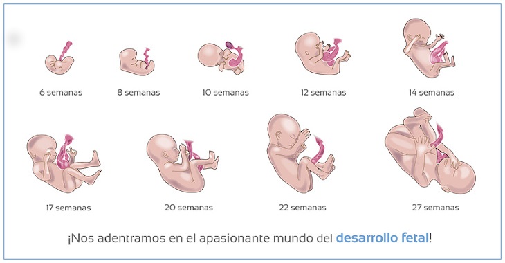Desarrollo-fetal-semana-a-semana