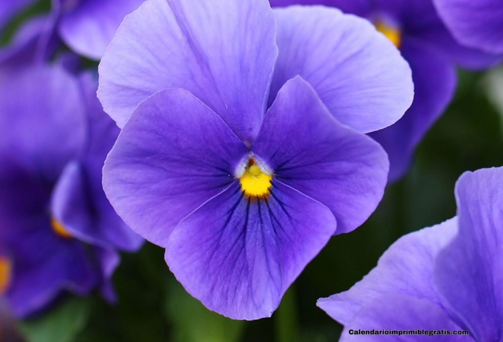 february flower iris